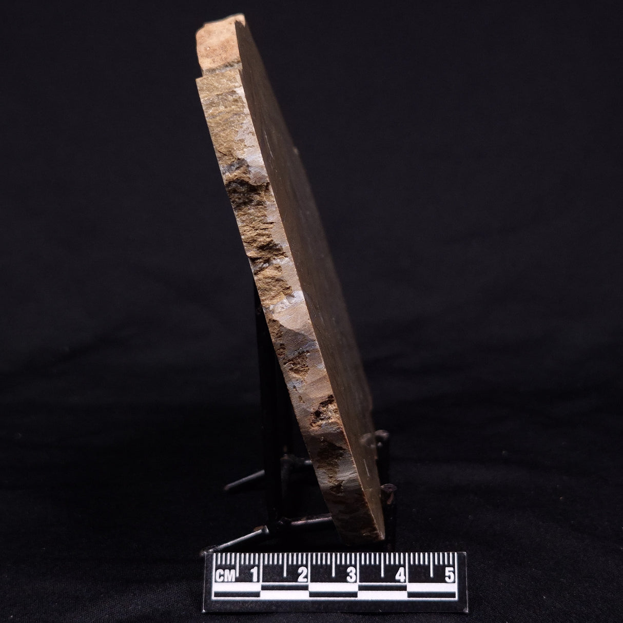 KUSSIELLA CF. KUSSIENSIS, Paleoproterozoic, Canada ZKK032