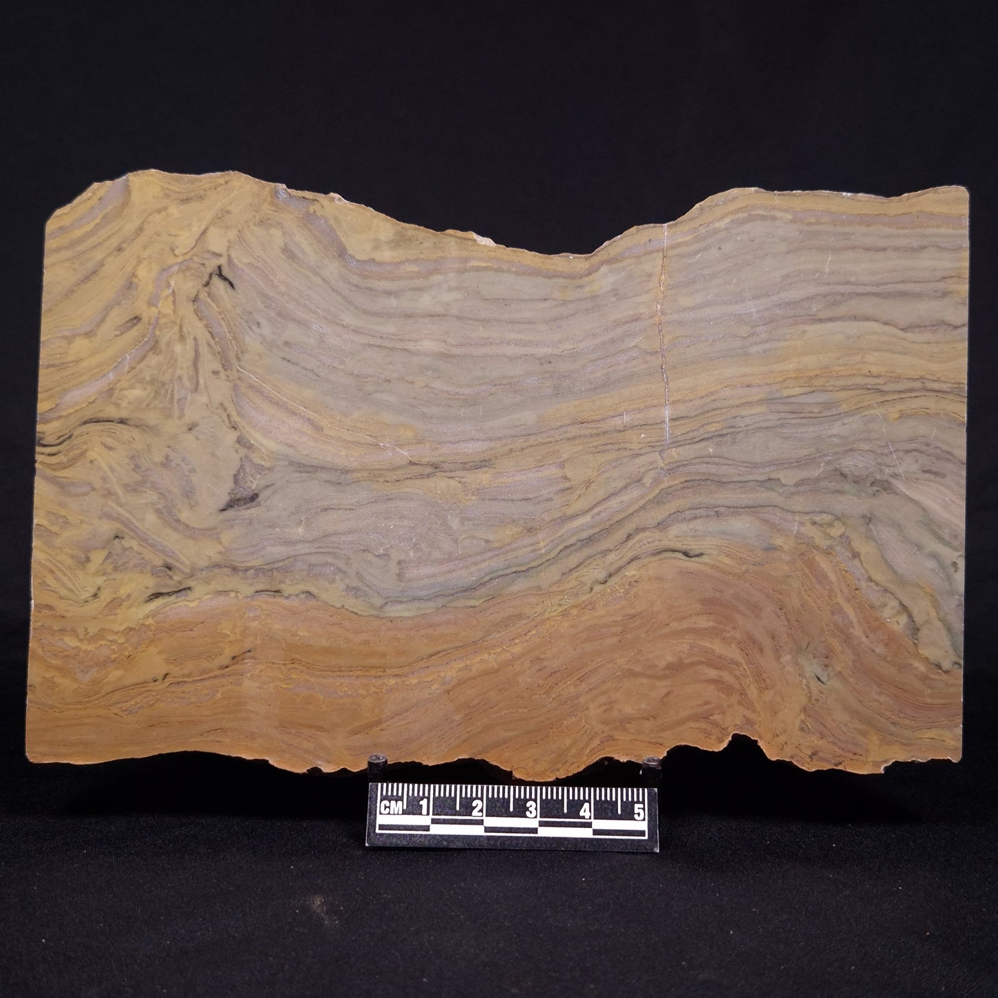 KUSSIELLA CF. KUSSIENSIS, Paleoproterozoic, Canada ZKK033