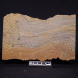 KUSSIELLA CF. KUSSIENSIS, Paleoproterozoic, Canada ZKK033