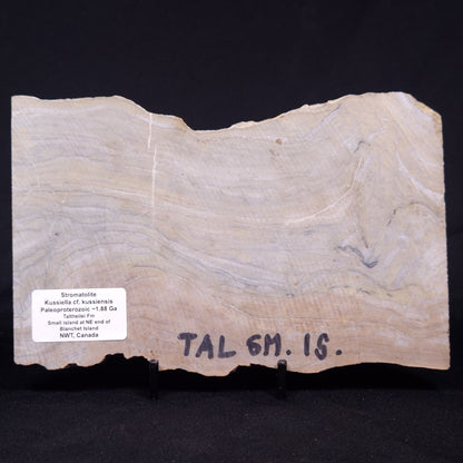 KUSSIELLA CF. KUSSIENSIS, Paleoproterozoic, Canada ZKK033