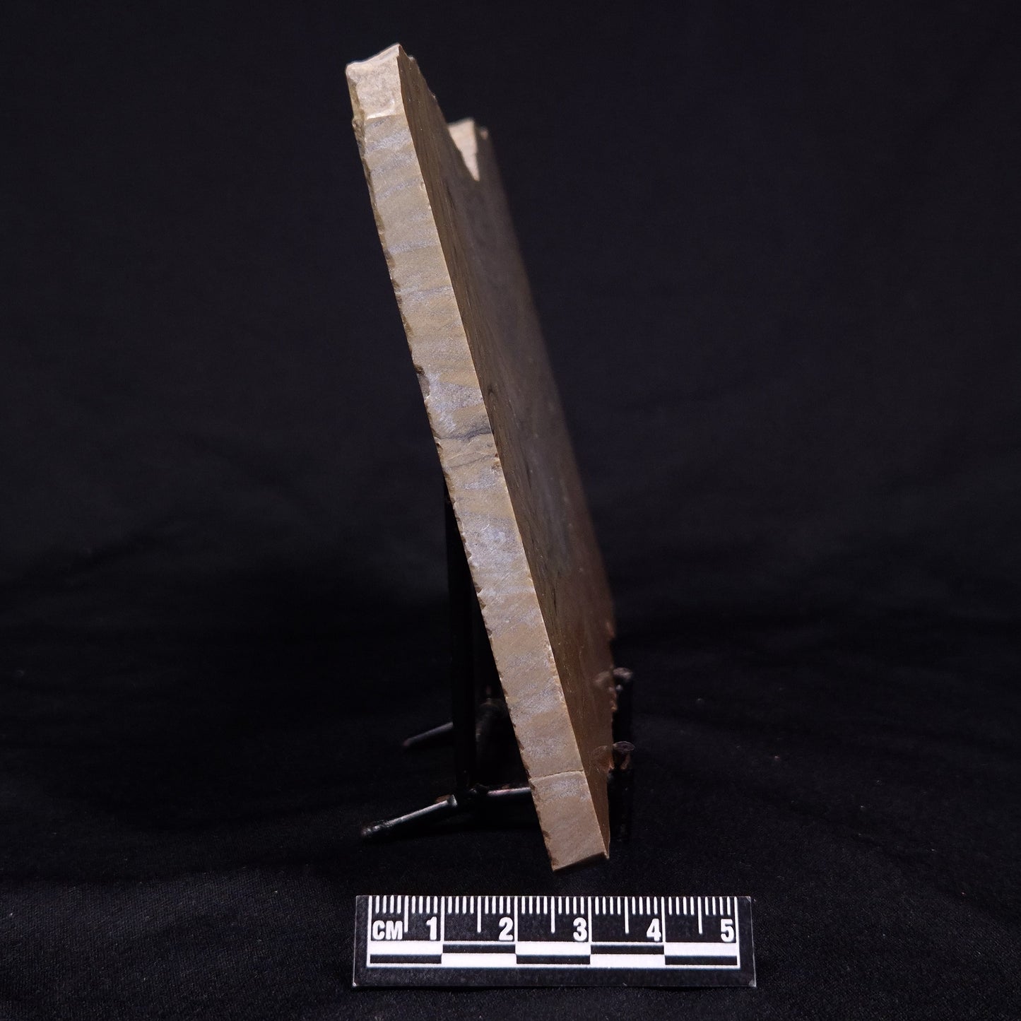 KUSSIELLA CF. KUSSIENSIS, Paleoproterozoic, Canada ZKK033