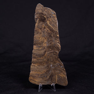 Kussiella cf kussiensis