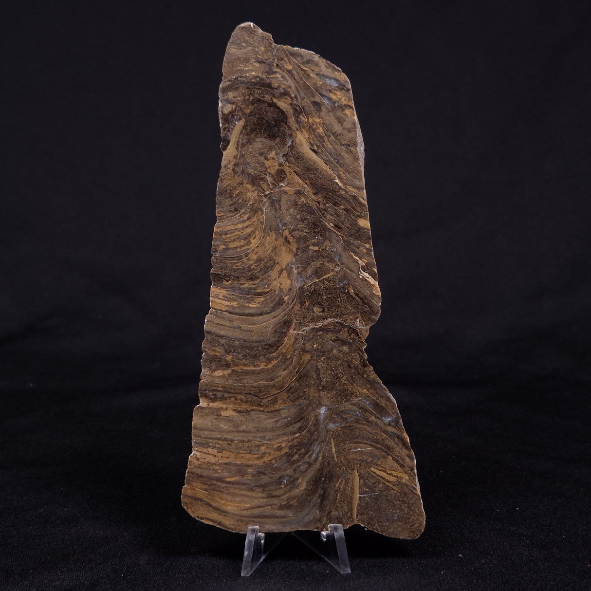 KUSSIELLA CF. KUSSIENSIS, Paleoproterozoic, Canada ZKK034