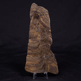 KUSSIELLA CF. KUSSIENSIS, Paleoproterozoic, Canada ZKK034