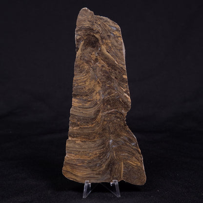 KUSSIELLA CF. KUSSIENSIS, Paleoproterozoic, Canada ZKK034