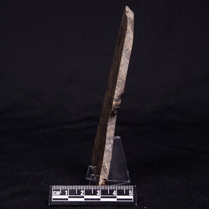 KUSSIELLA CF. KUSSIENSIS, Paleoproterozoic, Canada ZKK034