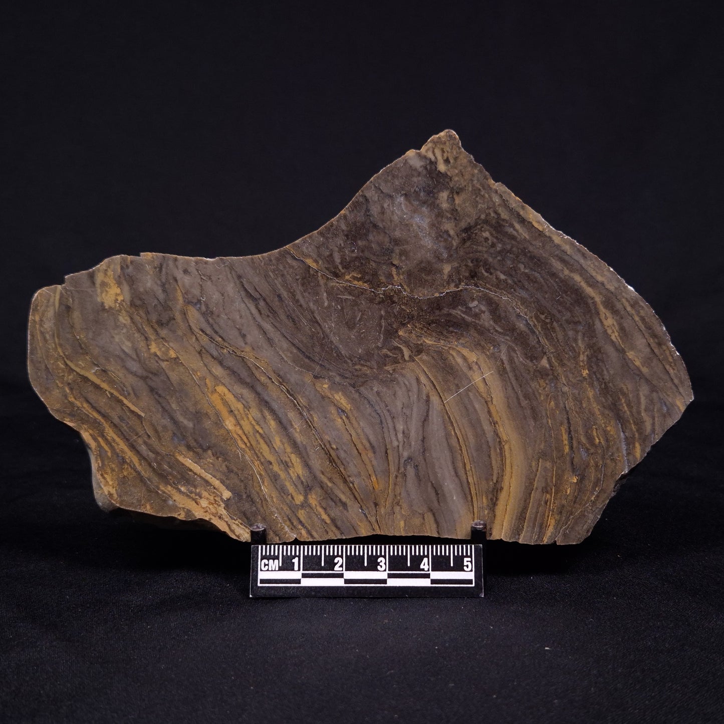 KUSSIELLA CF. KUSSIENSIS, Paleoproterozoic, Canada ZKK035
