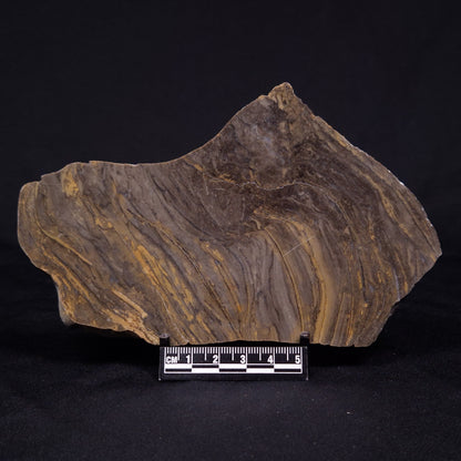 KUSSIELLA CF. KUSSIENSIS, Paleoproterozoic, Canada ZKK035