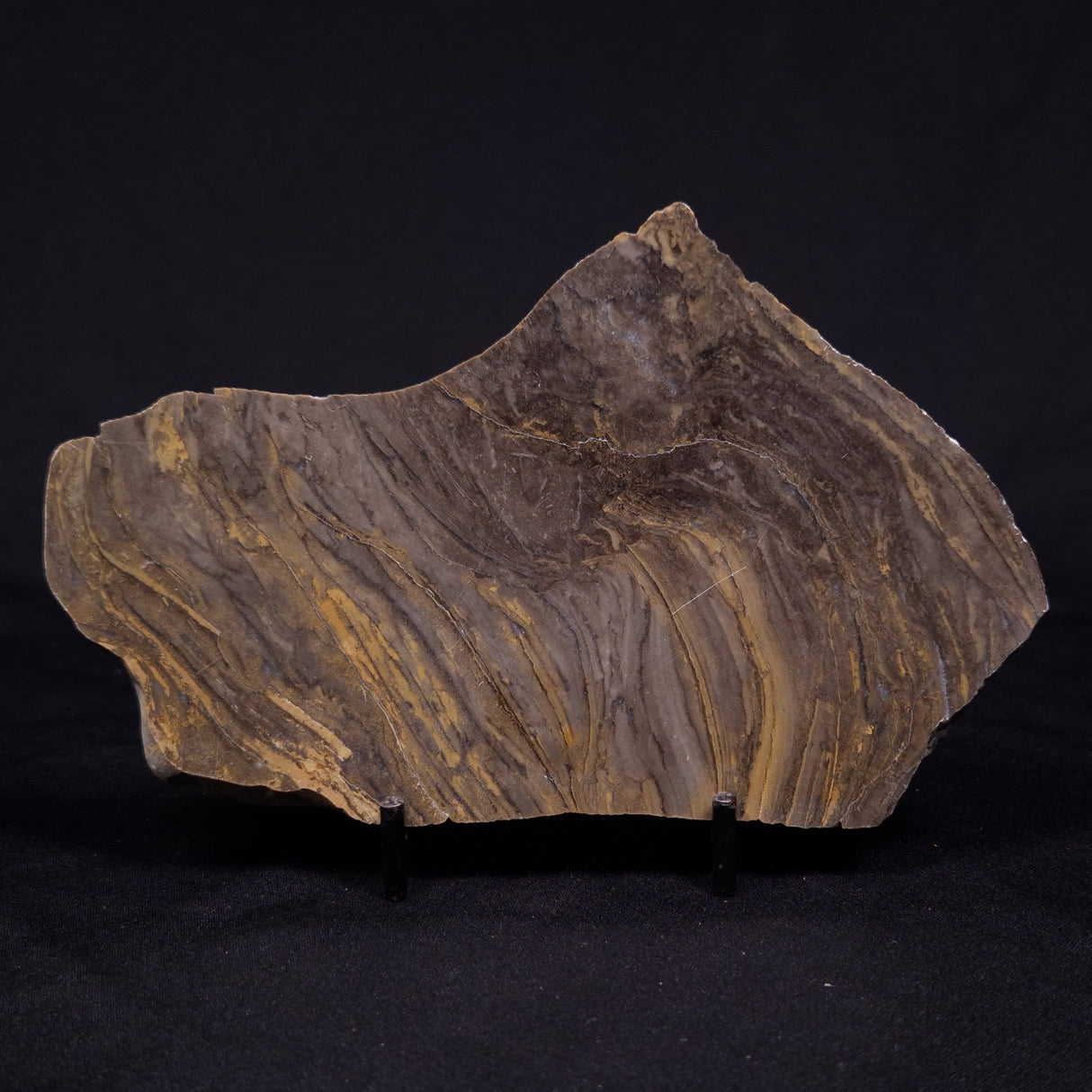 KUSSIELLA CF. KUSSIENSIS, Paleoproterozoic, Canada ZKK035