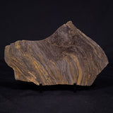 KUSSIELLA CF. KUSSIENSIS, Paleoproterozoic, Canada ZKK035