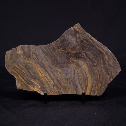 KUSSIELLA CF. KUSSIENSIS, Paleoproterozoic, Canada ZKK035