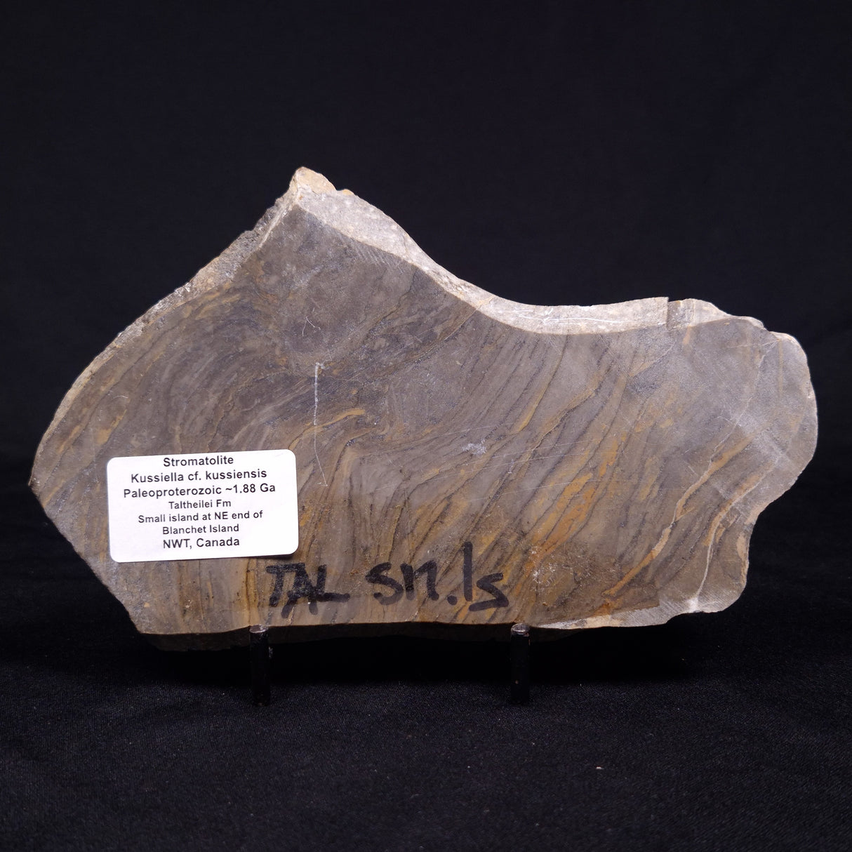 KUSSIELLA CF. KUSSIENSIS, Paleoproterozoic, Canada ZKK035