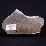 KUSSIELLA CF. KUSSIENSIS, Paleoproterozoic, Canada ZKK035
