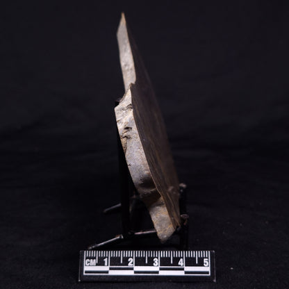 KUSSIELLA CF. KUSSIENSIS, Paleoproterozoic, Canada ZKK035