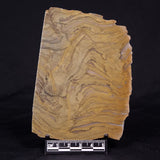 KUSSIELLA CF. KUSSIENSIS, Paleoproterozoic, Canada ZKK036