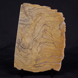 KUSSIELLA CF. KUSSIENSIS, Paleoproterozoic, Canada ZKK036