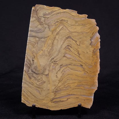 KUSSIELLA CF. KUSSIENSIS, Paleoproterozoic, Canada ZKK036