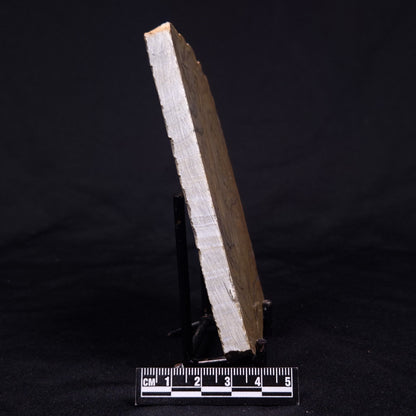 KUSSIELLA CF. KUSSIENSIS, Paleoproterozoic, Canada ZKK036