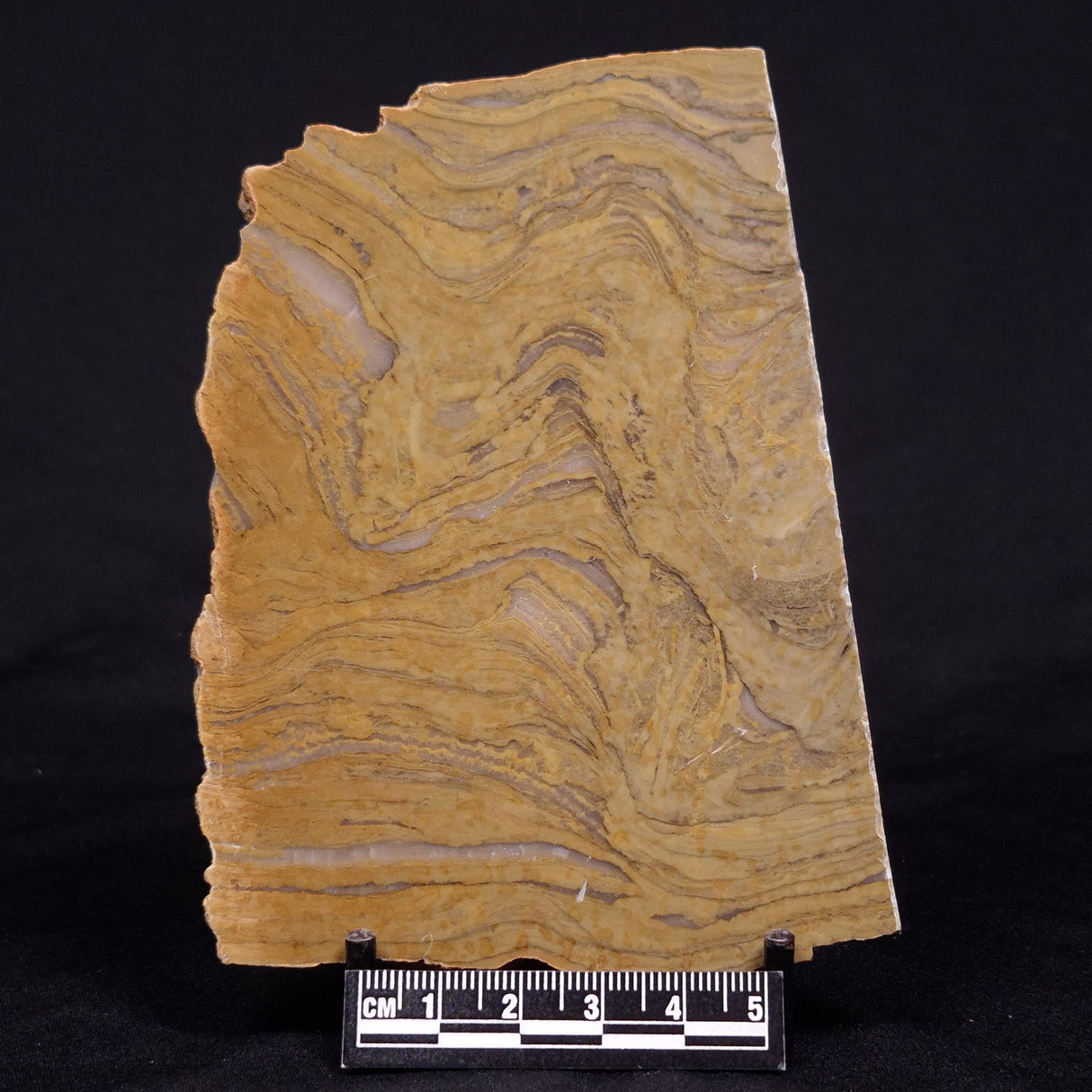 KUSSIELLA CF. KUSSIENSIS, Paleoproterozoic, Canada ZKK037