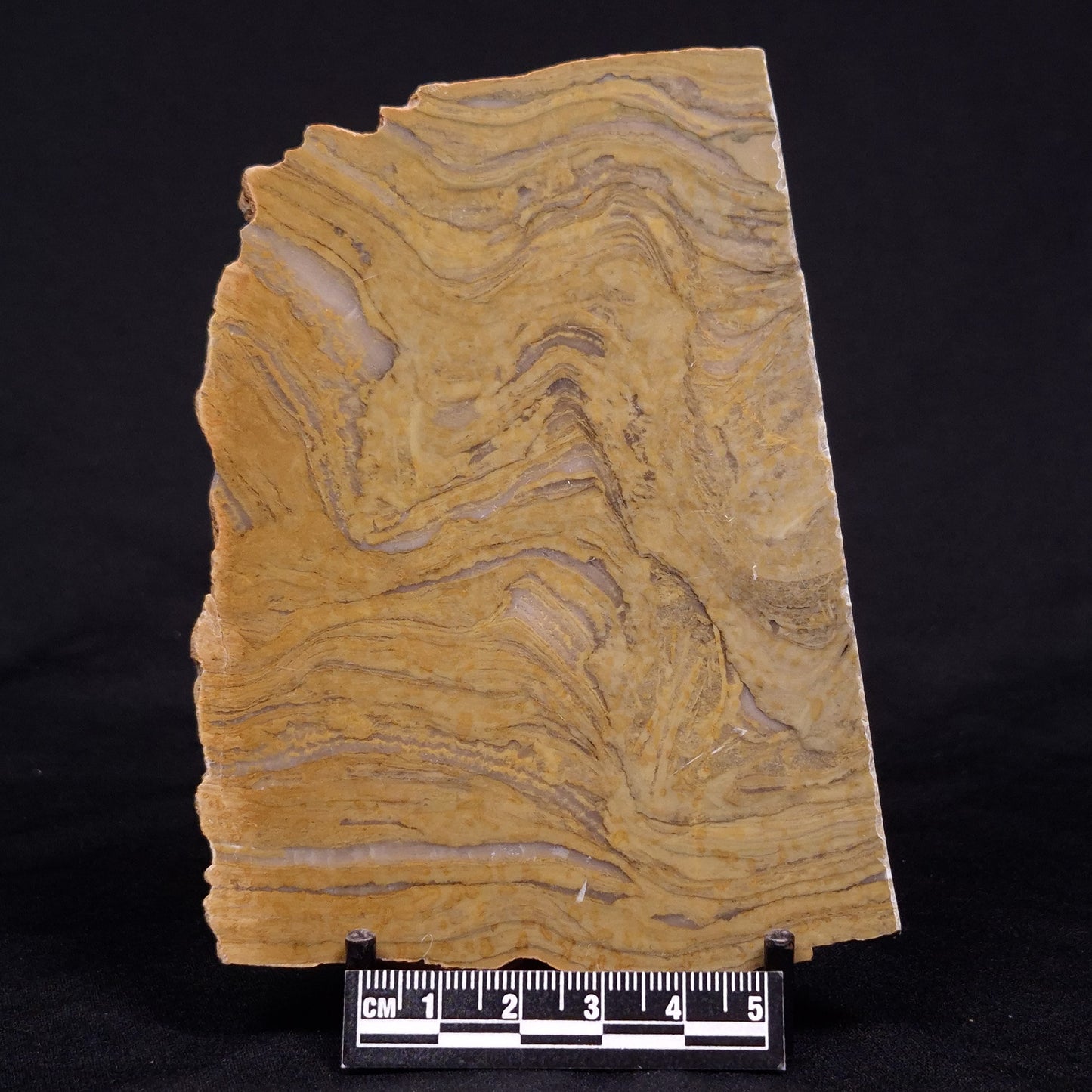 KUSSIELLA CF. KUSSIENSIS, Paleoproterozoic, Canada ZKK037