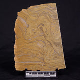 KUSSIELLA CF. KUSSIENSIS, Paleoproterozoic, Canada ZKK037