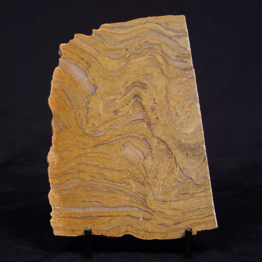 KUSSIELLA CF. KUSSIENSIS, Paleoproterozoic, Canada ZKK037