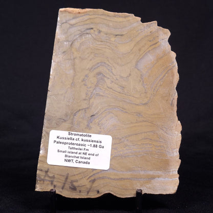 KUSSIELLA CF. KUSSIENSIS, Paleoproterozoic, Canada ZKK037