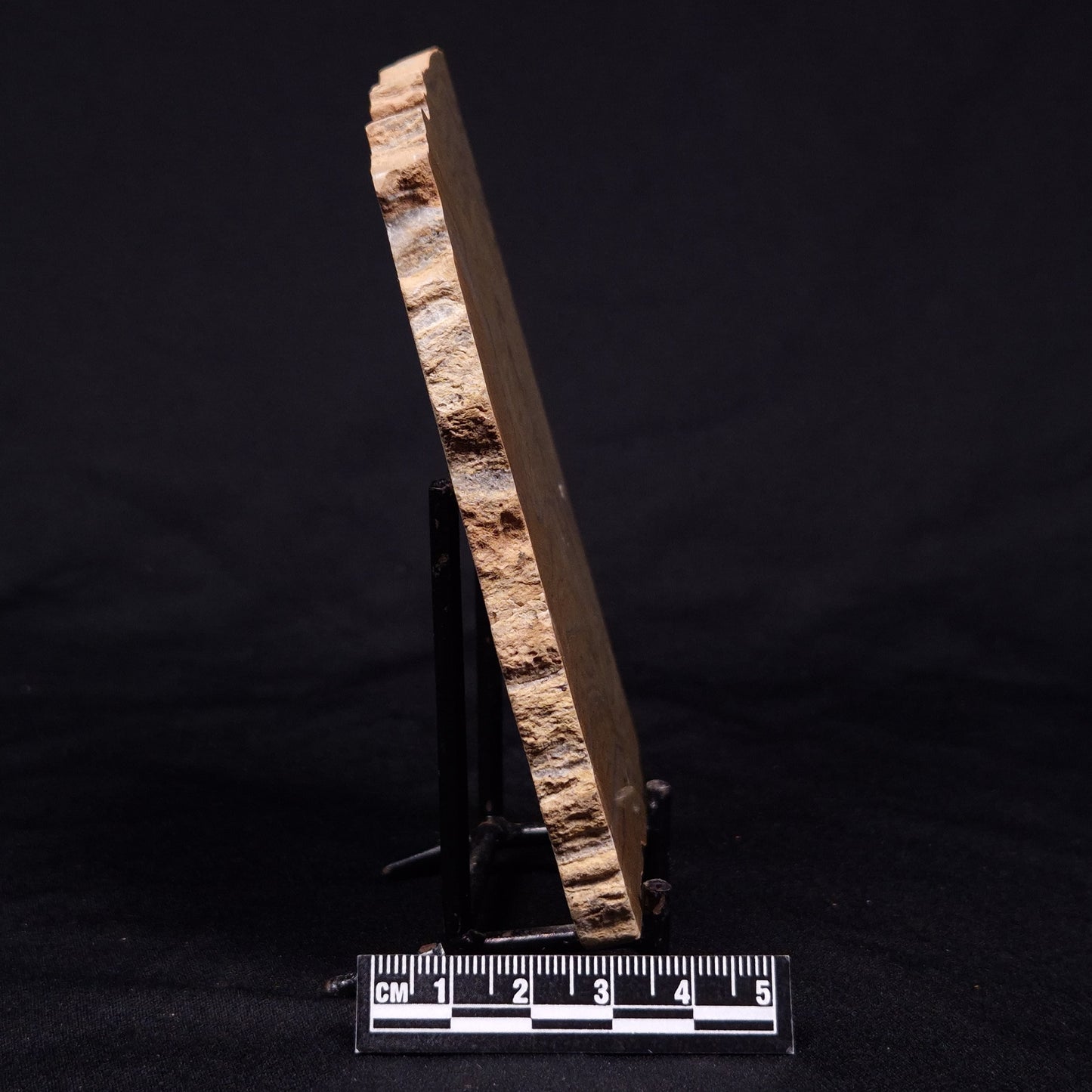 KUSSIELLA CF. KUSSIENSIS, Paleoproterozoic, Canada ZKK037