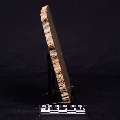 KUSSIELLA CF. KUSSIENSIS, Paleoproterozoic, Canada ZKK037