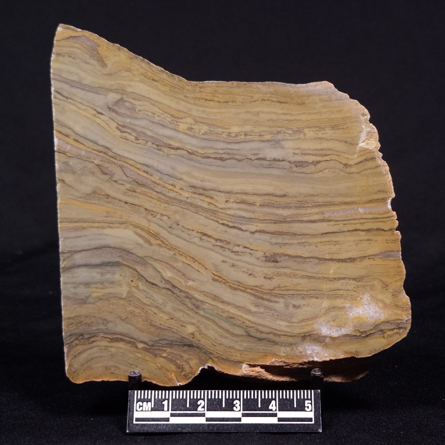 KUSSIELLA CF. KUSSIENSIS, Paleoproterozoic, Canada ZKK038