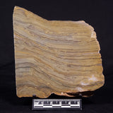 KUSSIELLA CF. KUSSIENSIS, Paleoproterozoic, Canada ZKK038