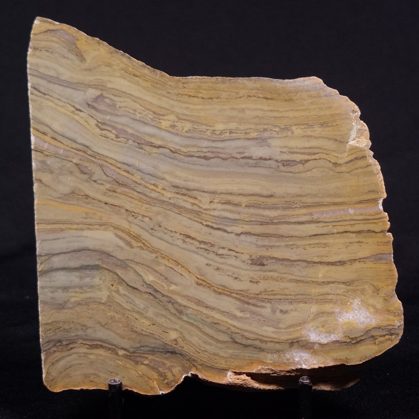 KUSSIELLA CF. KUSSIENSIS, Paleoproterozoic, Canada ZKK038