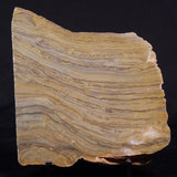 KUSSIELLA CF. KUSSIENSIS, Paleoproterozoic, Canada ZKK038