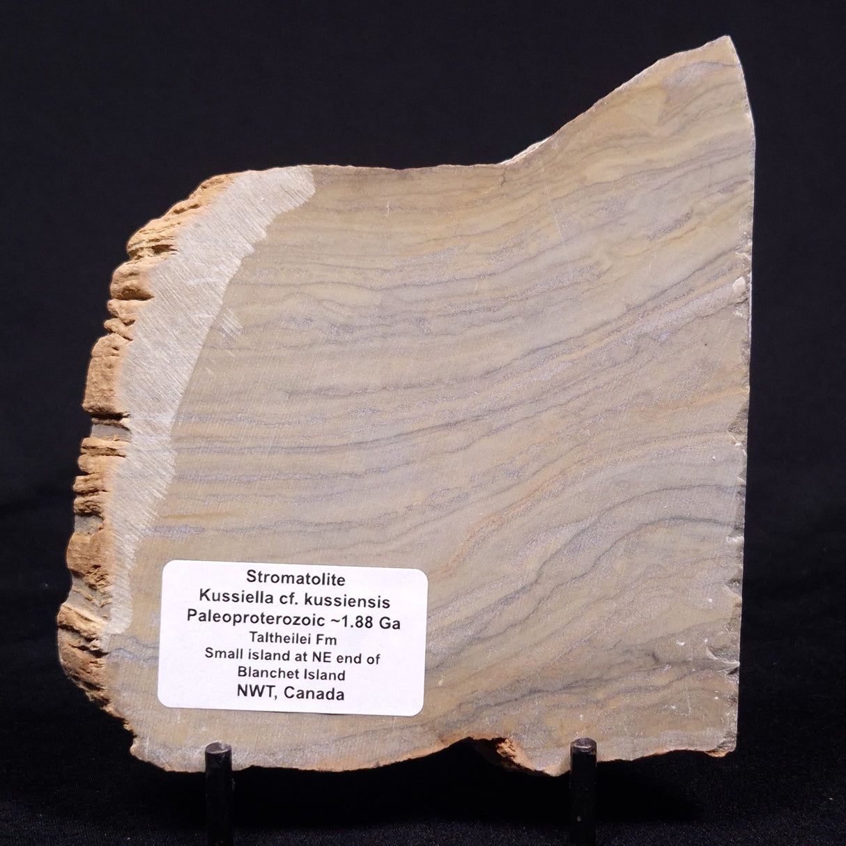 KUSSIELLA CF. KUSSIENSIS, Paleoproterozoic, Canada ZKK038
