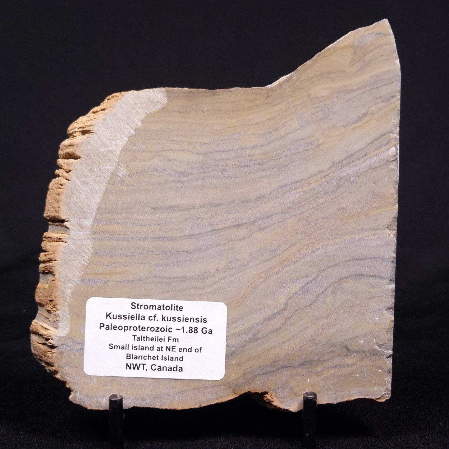 KUSSIELLA CF. KUSSIENSIS, Paleoproterozoic, Canada ZKK038
