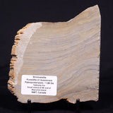 KUSSIELLA CF. KUSSIENSIS, Paleoproterozoic, Canada ZKK038