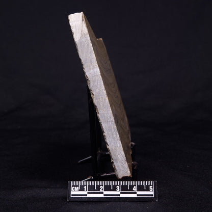 KUSSIELLA CF. KUSSIENSIS, Paleoproterozoic, Canada ZKK038