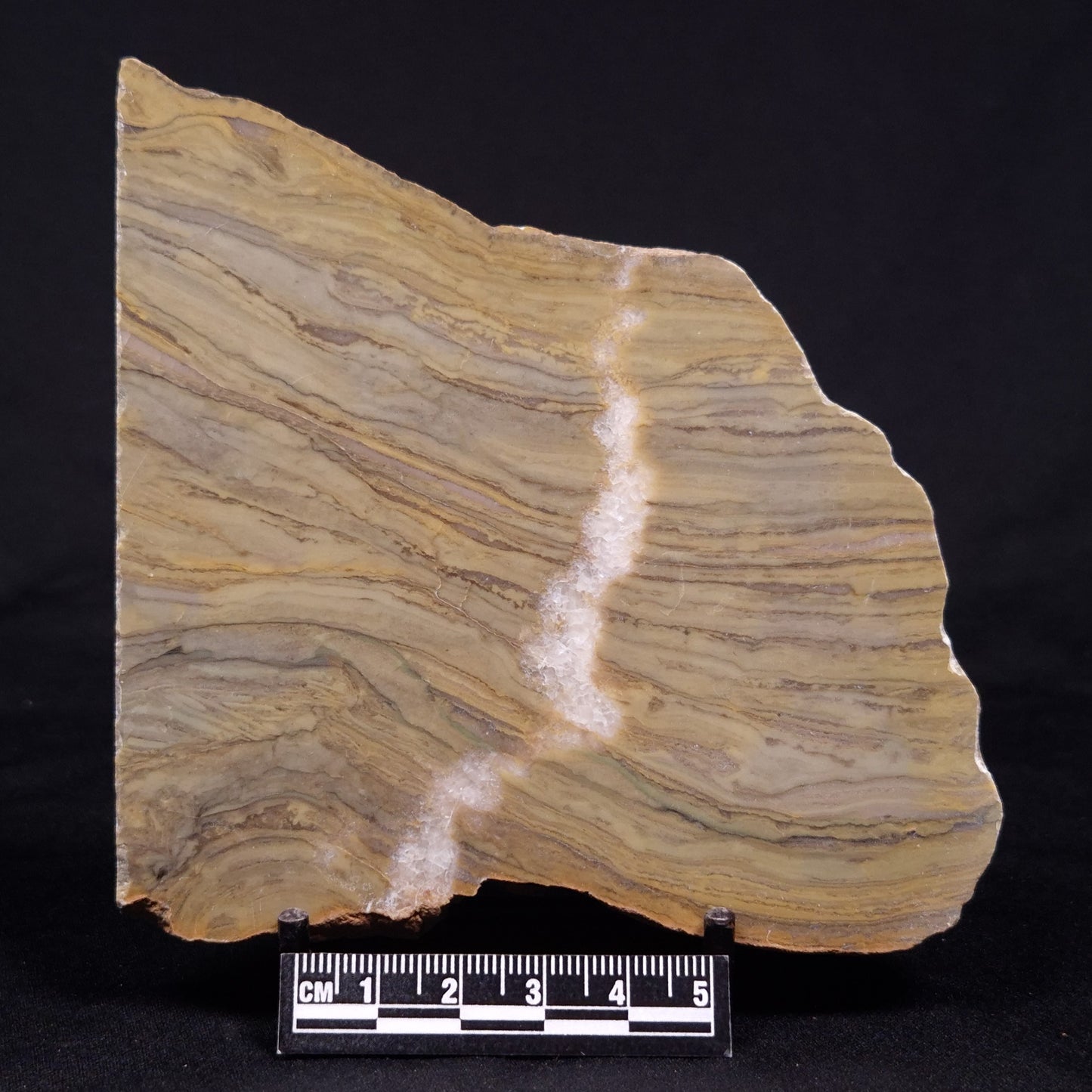 KUSSIELLA CF. KUSSIENSIS, Paleoproterozoic, Canada ZKK039