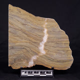 KUSSIELLA CF. KUSSIENSIS, Paleoproterozoic, Canada ZKK039