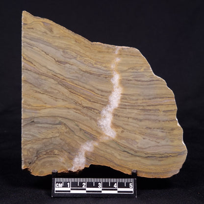 KUSSIELLA CF. KUSSIENSIS, Paleoproterozoic, Canada ZKK039