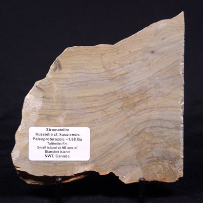 KUSSIELLA CF. KUSSIENSIS, Paleoproterozoic, Canada ZKK039
