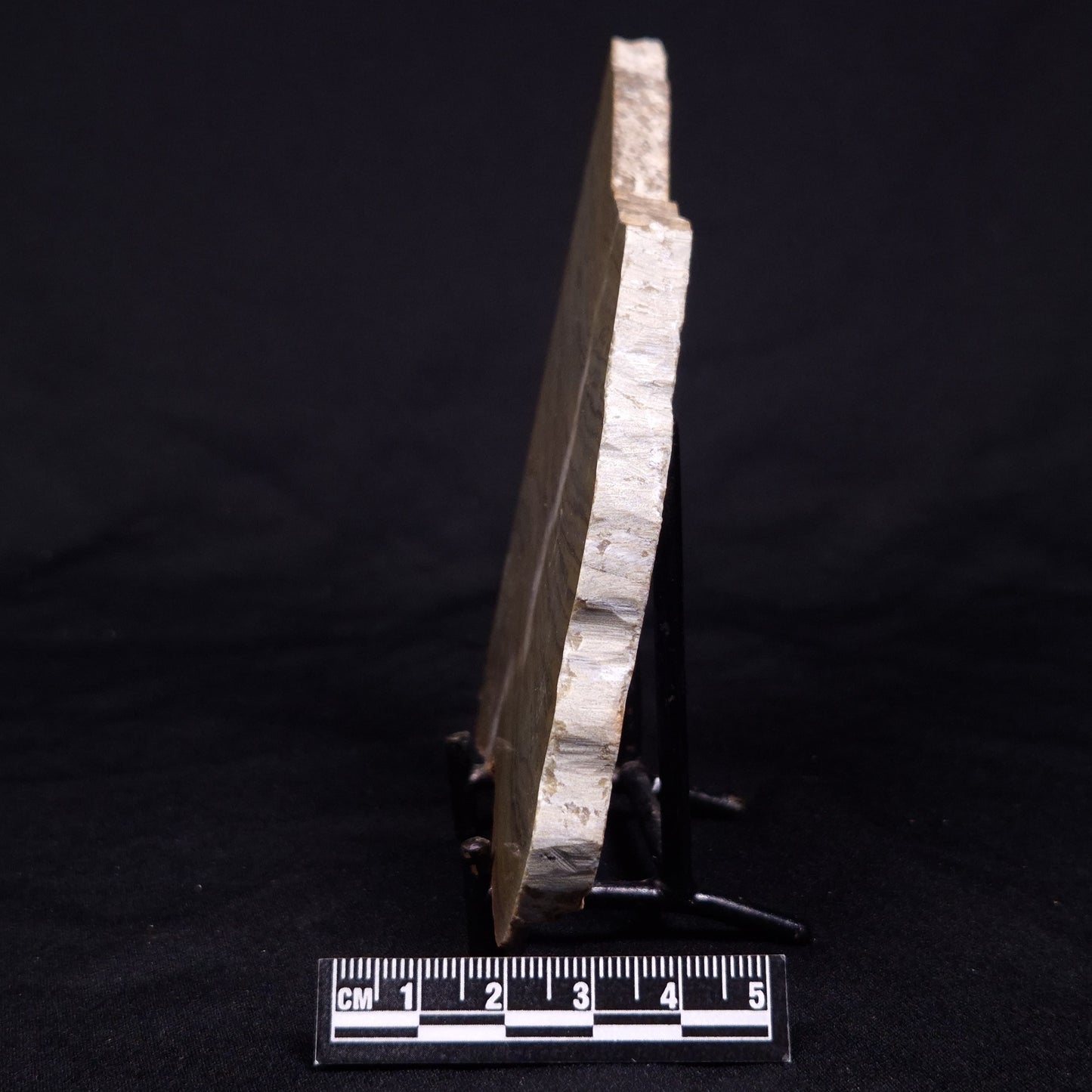 KUSSIELLA CF. KUSSIENSIS, Paleoproterozoic, Canada ZKK039