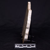 KUSSIELLA CF. KUSSIENSIS, Paleoproterozoic, Canada ZKK039