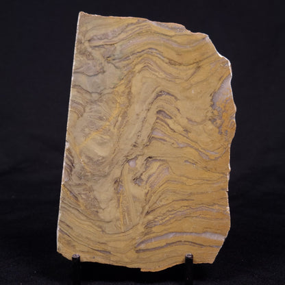 KUSSIELLA CF. KUSSIENSIS, Paleoproterozoic, Canada ZKK040