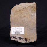 KUSSIELLA CF. KUSSIENSIS, Paleoproterozoic, Canada ZKK040