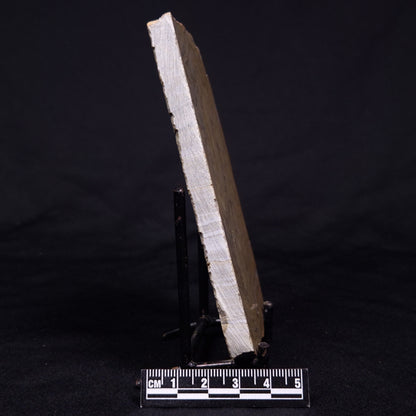 KUSSIELLA CF. KUSSIENSIS, Paleoproterozoic, Canada ZKK040