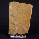 KUSSIELLA CF. KUSSIENSIS, Paleoproterozoic, Canada ZKK041