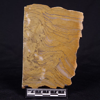 KUSSIELLA CF. KUSSIENSIS, Paleoproterozoic, Canada ZKK041