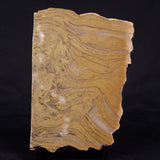 KUSSIELLA CF. KUSSIENSIS, Paleoproterozoic, Canada ZKK041