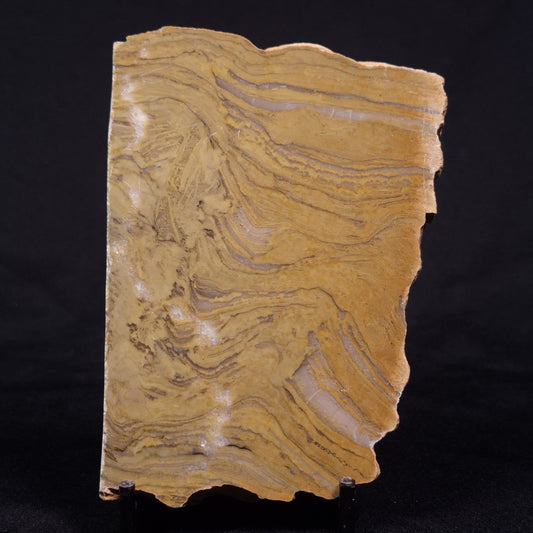 KUSSIELLA CF. KUSSIENSIS, Paleoproterozoic, Canada ZKK041